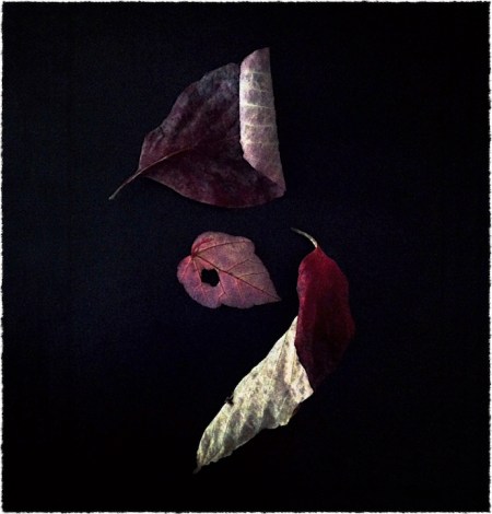 ThreeLeavesSharpenBokeh3modSatMidtoneOldPaperFrayed 2