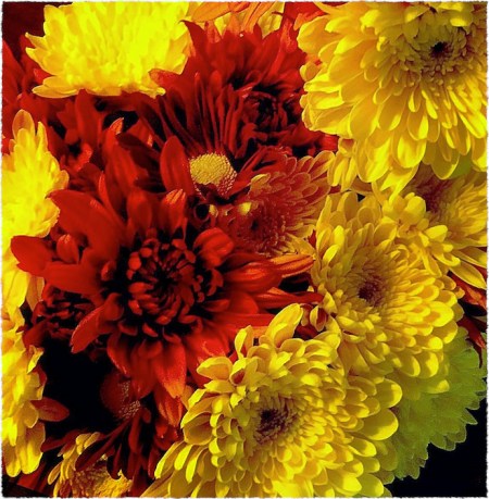 CompositiedPhotoFXflowersBokeh1MidtoneFrayed 2