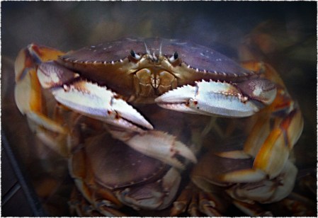 DungenessCrab 2