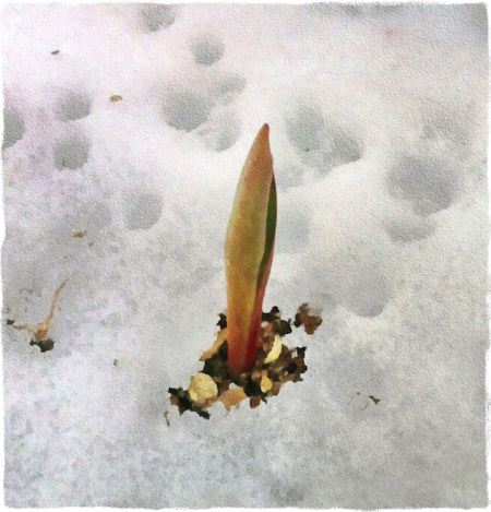 SpringRisingBokeh1ColorFilterGrit 2