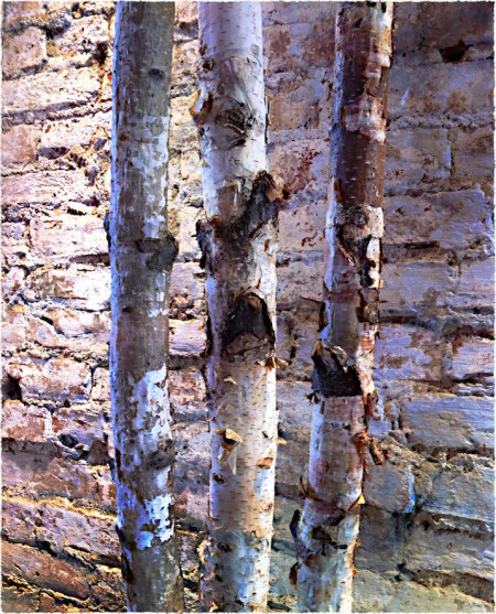 IMG_8665bBokeh1Frayed 2