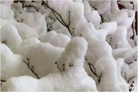 SnowBough1OverpaintedFrayed