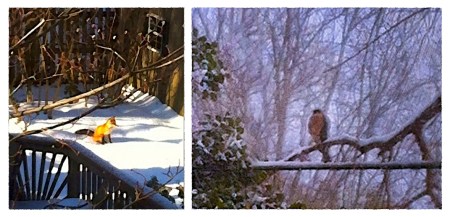 WinterWildlife 2