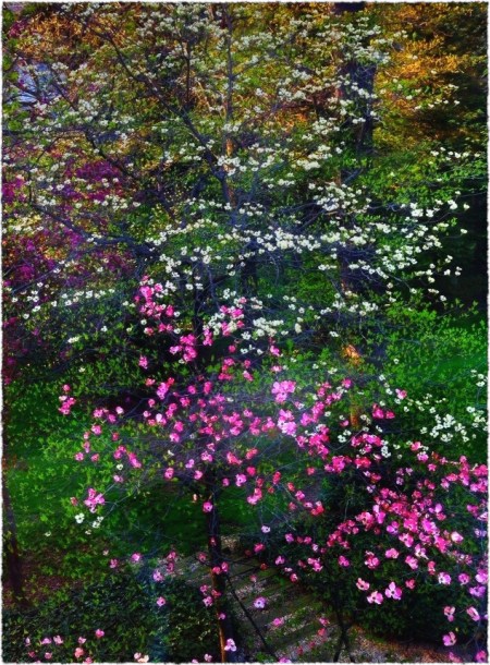 AppleDogwoodSunsetTweakedFrayed