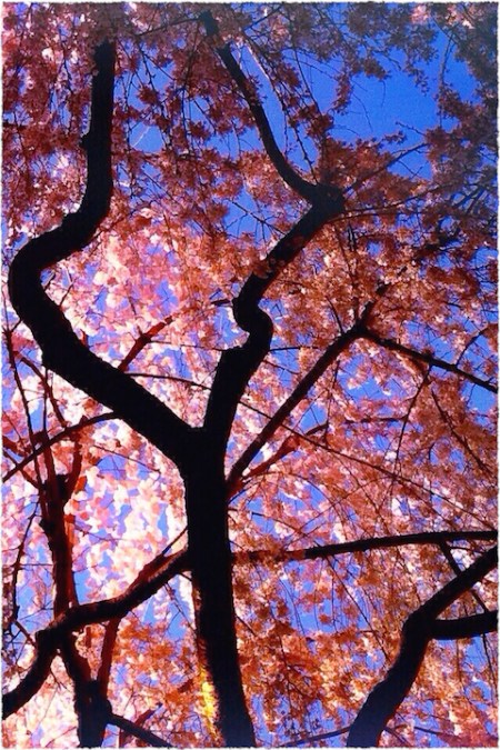 BacklitCherryCropComposite2Frayed 2