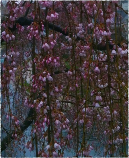 CherryBlossomsComposite1