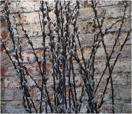 PussyWillowsWeatheredWall1_2Frayed 2