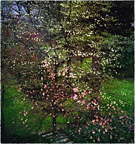 SpringRainCompositeBokeh3ColorFilterSharpenGrainFrayed 2