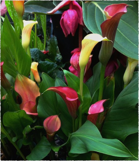 Flowers1Bokeh2GrainFrayed 2