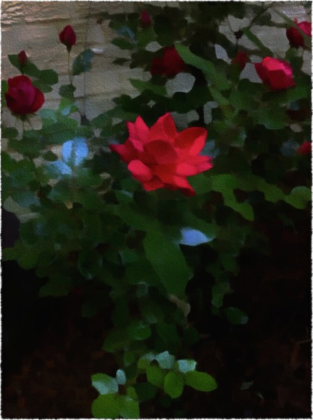 OverpaintedRosesBokeh3GrainFrayed 2