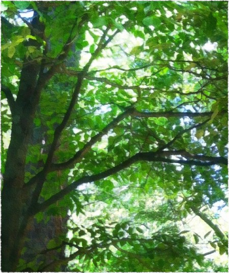 PreludeToSummerBokeh1Frayed 2