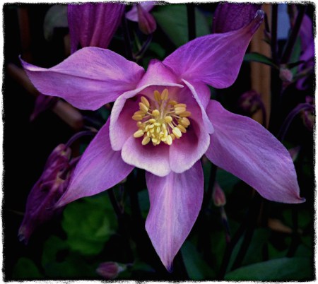 Purple3ExposureMidtoneSatConBokeh3GrainVignetteGritLessSharpen 2