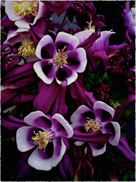 PurpleDuskBokeh3ExposureMidtoneSharpenSatGrainVignetteFrayed 2