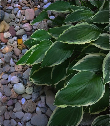 HostaAndRiverRocksBokeh2GrainMidtoneSatFrayed 2