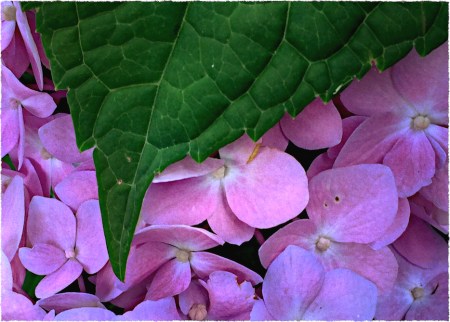 Hydrangea5FlareFinal2CroppedRebordered 2