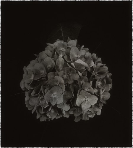 HydrangeaBWcompositeBokeh1Bokeh2GrainMidtoneSatSharpenExposureFrayed2SoftStipple