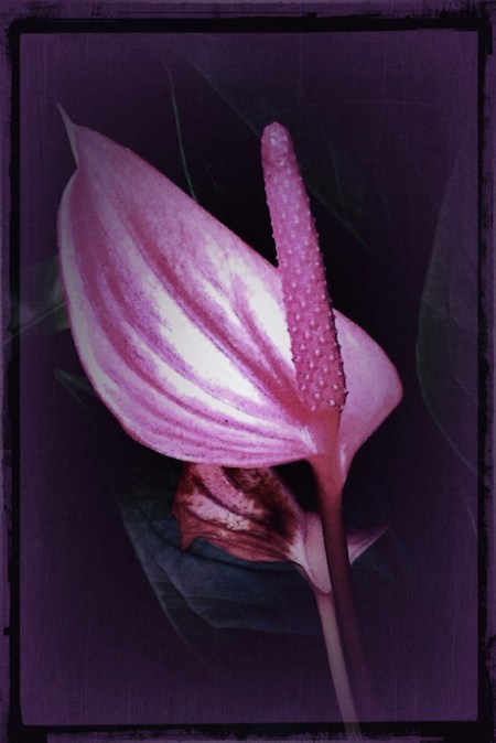 PinkFlower2Bokeh1ColorFilterSatGrainMidtoneFrayedVintage10 2