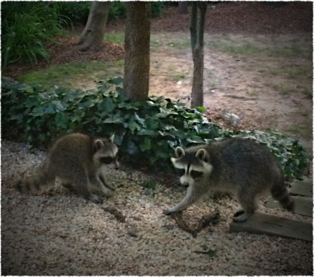 Raccoons3Bokeh3MidtoneSatFrayed 2