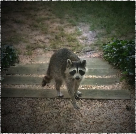 Raccoons4_2Bokeh3MidtoneVignetteSatSharpenFrayed 2