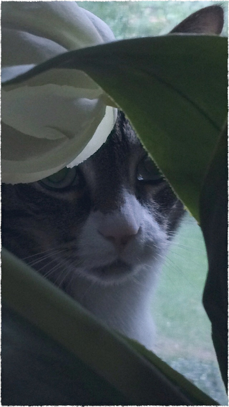 AssistantAndTulipsMidtoneGrainFrayed 2