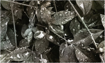 BWrainLeaves2Bokeh1GrainMidtoneSatFrayed 2