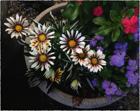 Dasies1Bokeh2GrainMidtgoneFrayed 2