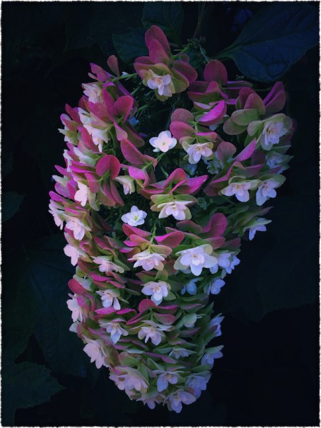 DramaBlossomsBokeh3Frayed 2