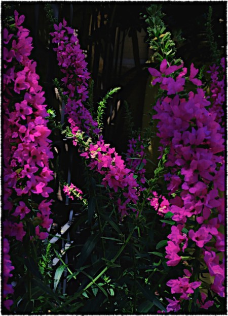 Flowers2Bokeh3GrainMidtoneSharpenFrayed 2