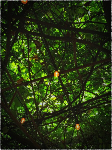 GrapeVineCanopyWithElectricLightsArchitecturalDetailsDreamyFrayed 2