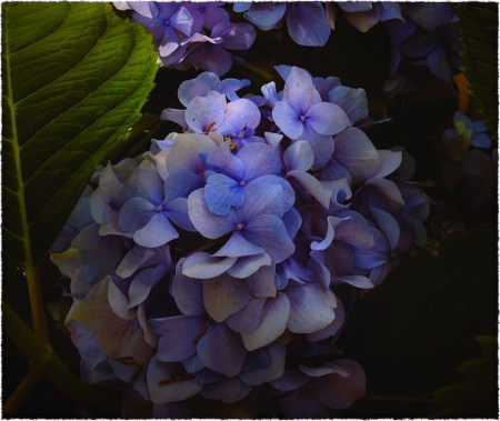 Hydrangea3_2Bokeh2GrainMidtoneSatVignetteFrayed 2