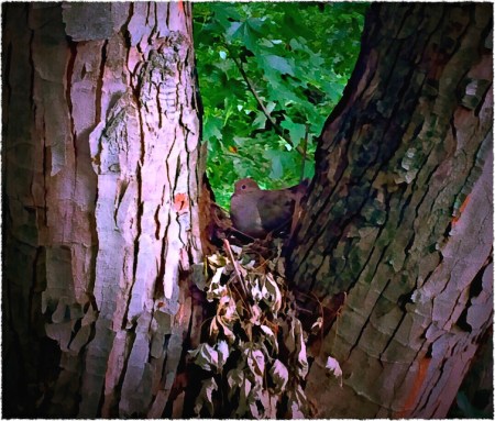 MourningDoveNestBokeh3fullflipFrayed 2