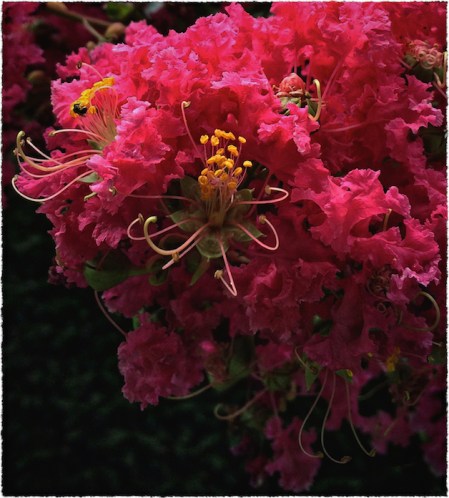 BangTree1Intensify4Bokeh3GrainMidtone2Vignette 2