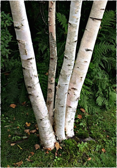 BirchSharpenBokeh1horzflipFrayedGrain2 2