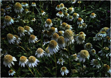 ConeflowersIntensifiedBokeh3GrainFrayed 3