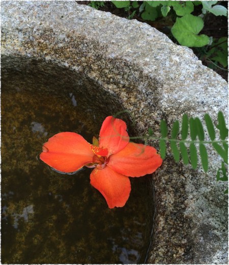 FloatingBlossom2Bokeh2aFrayed 2