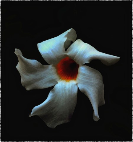 FlowerEnfusion1Frayed 2