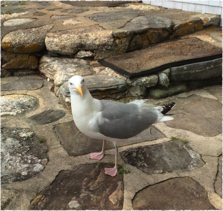 Gaylord1Bokeh1Frayed 2