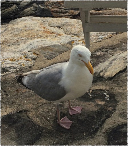 GaylordDayTwoArchiDetailFrayed 2