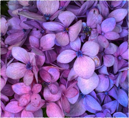 Hydrangea1Intensify1_3Bokeh1Grain2Frayed 2