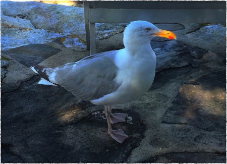 IMG_6257b_3Bokeh3Frayed 2