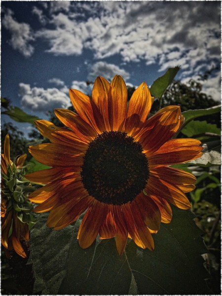 IMG_6416bSunflower2ArchDetailAutumnMornColorBoostVignetteMidtoneFrayed 2