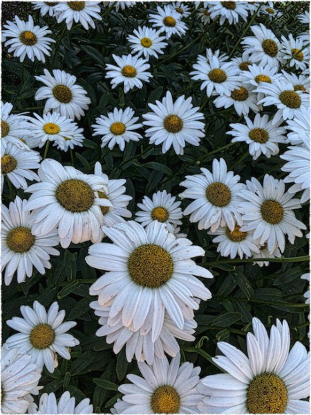 IMG_6506ArchiDetailMicroSharpBoostColorProQual2Frayed