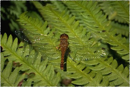 IMG_6552bDragonfly2ArchiDetailAbsoClarityBokeh3MidtoneSatFrayed 2