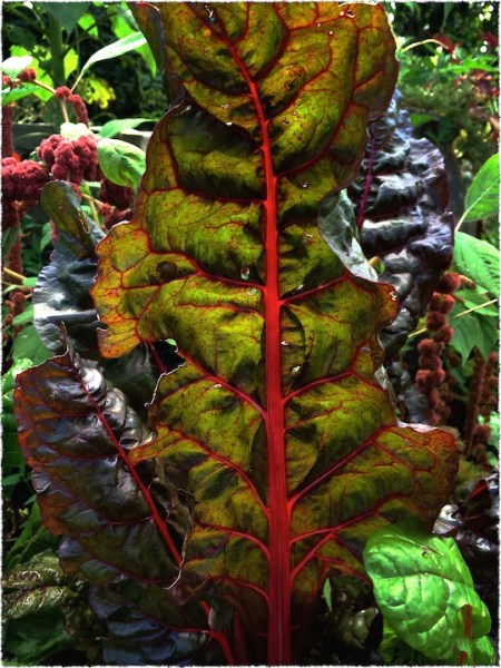 IMG_6652bSwissChardBokeh3MidtoneGrainFrayed 3