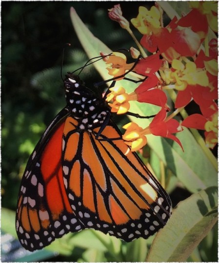 MonarchButterflyMidDetail2VignettesMidtoneGrainSatFrayed 2