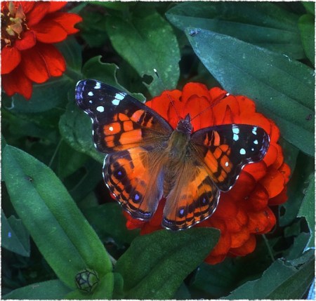 PearlCrescentButterflyHDRsoftBokeh3MidtoneGrainGlowFrayed 2