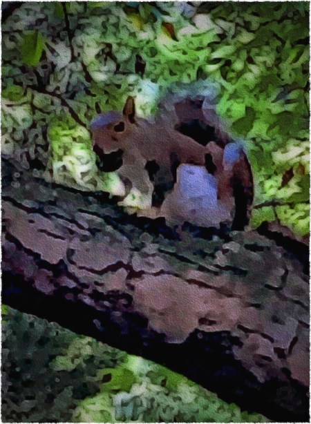 SquirrelCandidate1Frayed 2