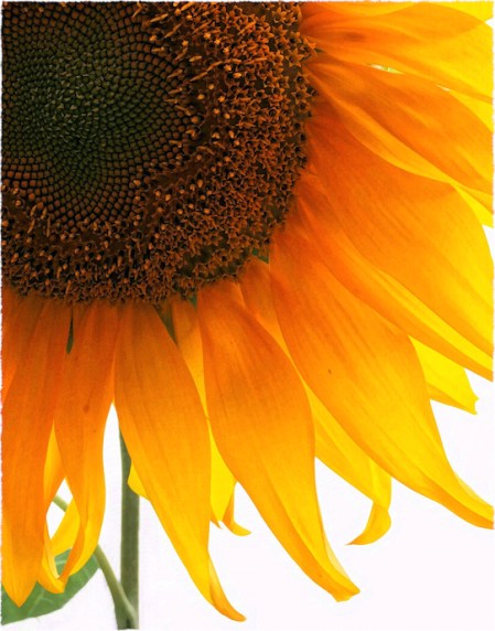 Sunflower2Intensify1_2Bokeh2MidtoneGrainFrayed 2