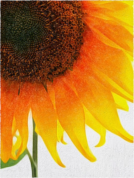 SunflowerOverpaintEnfusion2Bokeh2GrainFrayedIntensify5Rebordered 2