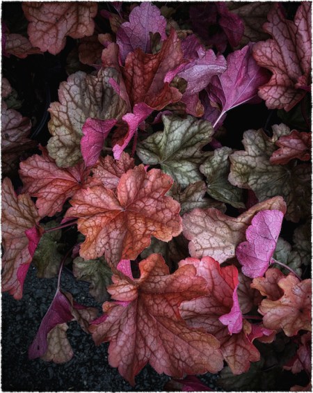 AutumnalCoralBellsIntensify2_2SnaphealVignetteLeftBottomMidtoneFrayed 2